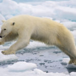 A frame-filling portrait of a young male polar bear (Ursus maritimus) jumping in the pack ice. Svalbard, Norway. Photo by Arturo de Frias Marques.