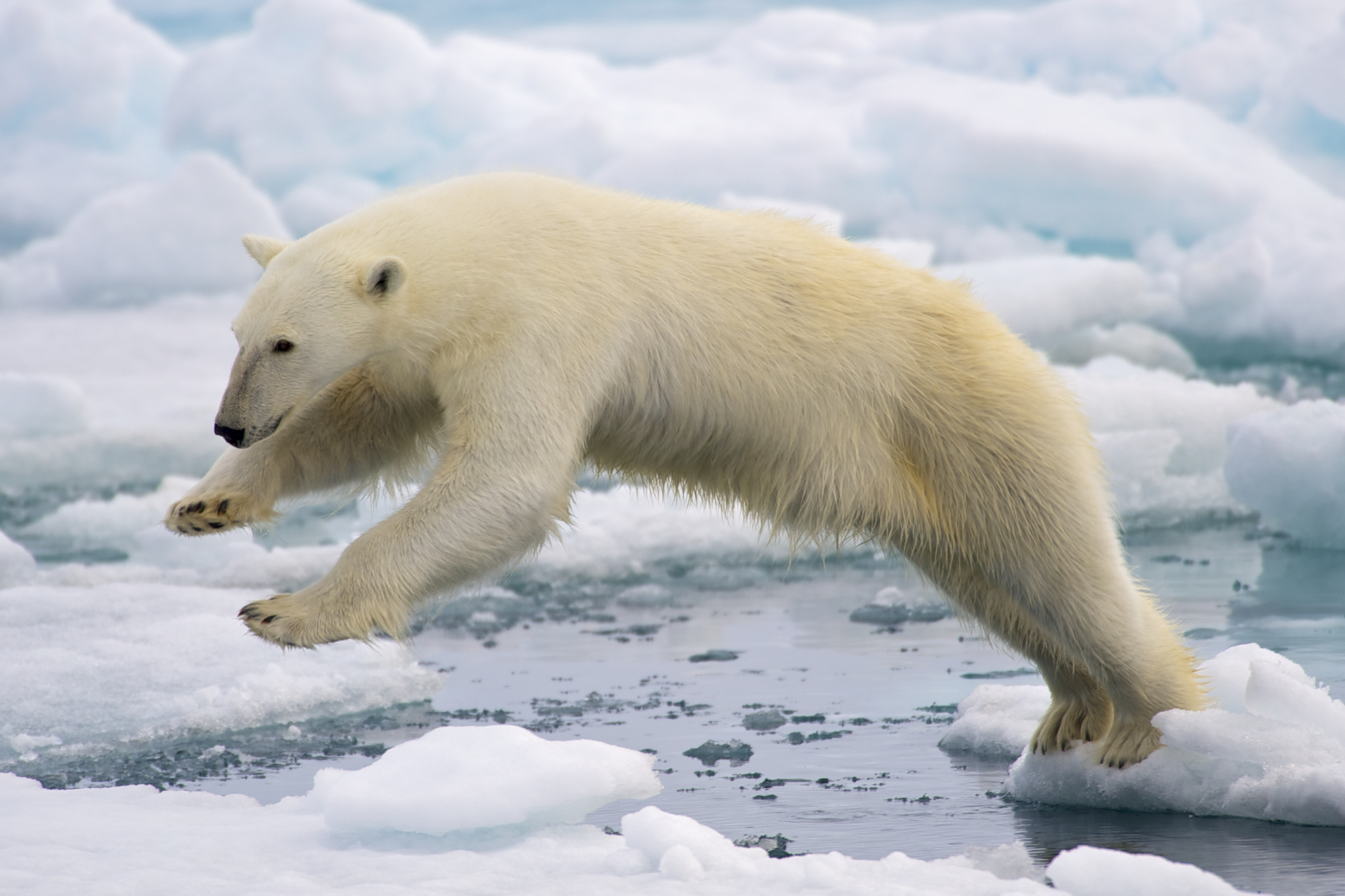 A frame-filling portrait of a young male polar bear (Ursus maritimus) jumping in the pack ice. Svalbard, Norway. Photo by Arturo de Frias Marques.